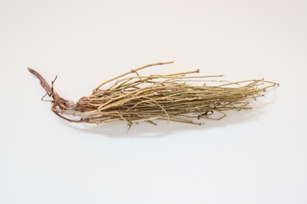 カゼ薬に入っている「麻黄（まおう）」…